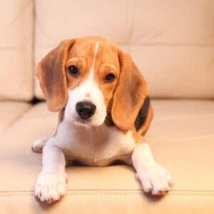 Razas de perros: nombres, fotos y características