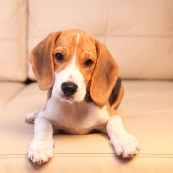 xr:d:DAFSMQMirek:38,j:44890778806,t:23010914 Razas de perros: nombres, fotos y características
