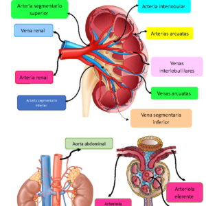 Diagrama Anatómico De La Arteria Renal