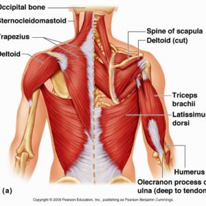 VASTRAL PHYSIOTHERAPY CLINIC: TRAPEZIUS MUSCLE:-