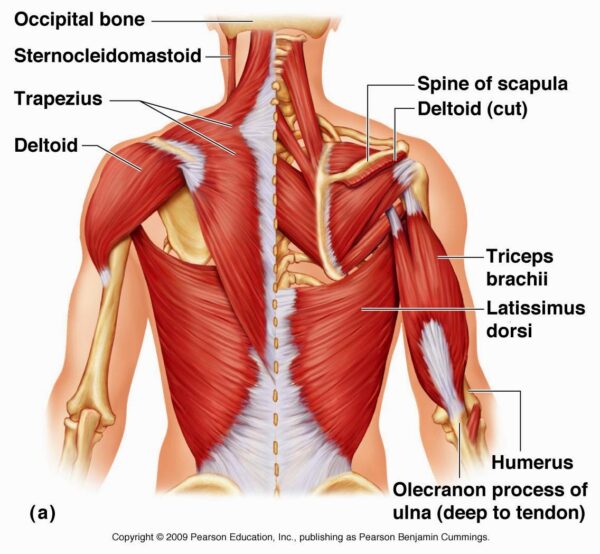VASTRAL PHYSIOTHERAPY CLINIC: TRAPEZIUS MUSCLE:-