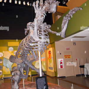 Megatherium Skeleton