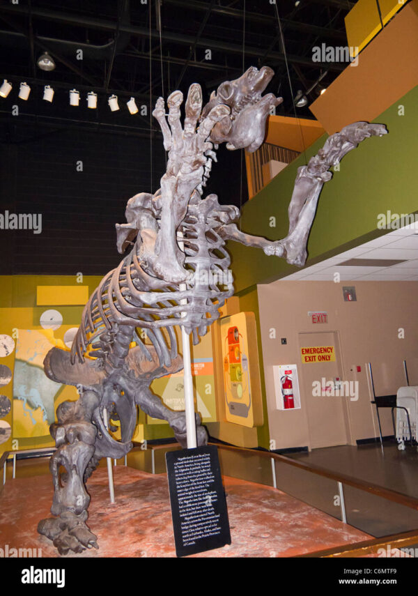 Megatherium Skeleton