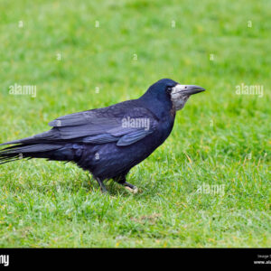 rook-tactical-rear-rail-system-polymer80-pf45-rook-corvus-frugilegus-feeding-in-grassland-east-coast-norfolk-T1GTPT Rook Tactical Rear Rail System Polymer80 Pf45